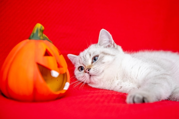 Cute white kitten posing on red blanket with pumpkin celebrating halloween