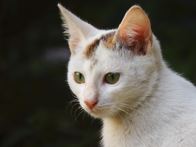 Gattino bianco carino con occhi verdi su una superficie scura