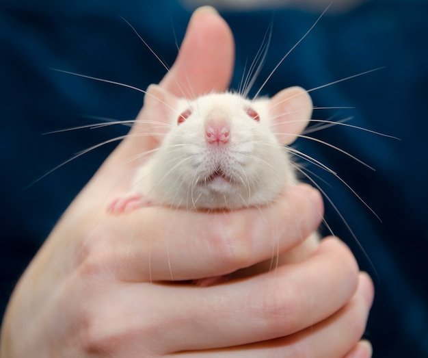 Photo cute white laboratory rat in a human hand