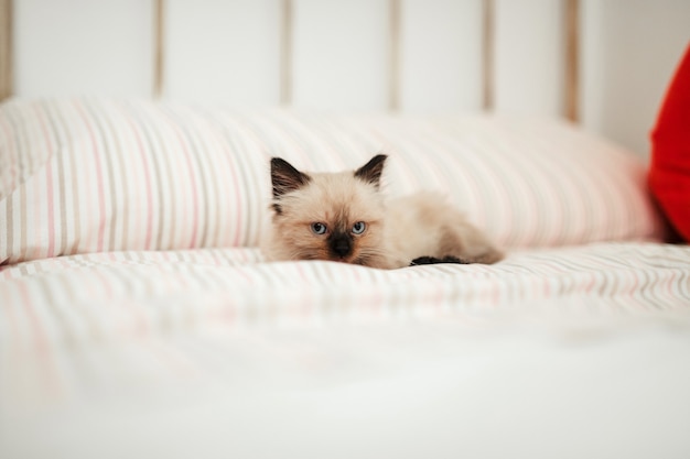 Cute white little kitten with black ears is snuggled up in a white bed while trying to sleep and looking at camera.