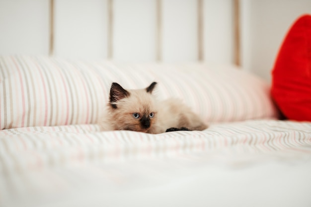 Photo cute white little kitten with black ears is snuggled up in a white bed while trying to sleep