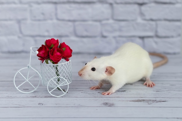 Cute white little rat sits next to a bouquet of red flowers.