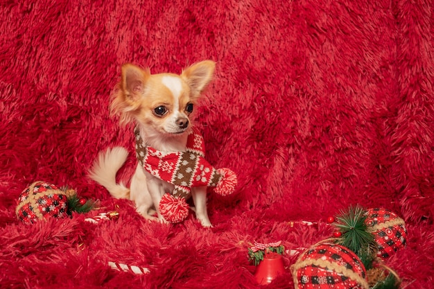 A cute white long-haired Chihuahua dog in a winter scarf with a New Year's ornament. Dog on blanket.