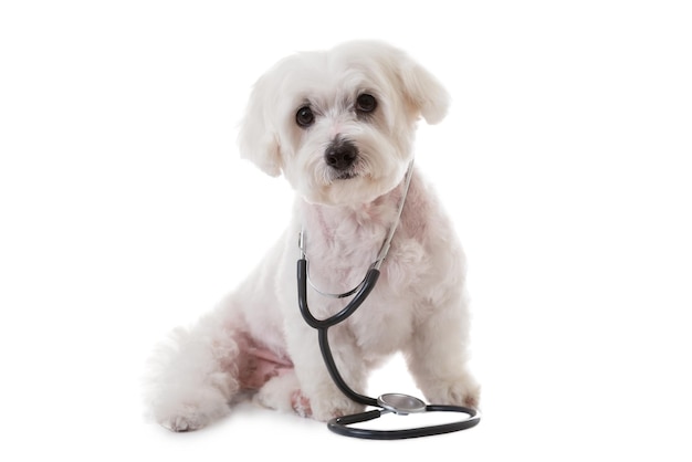 Cute white maltese dog with a stethoscope on his neck isolated on white background