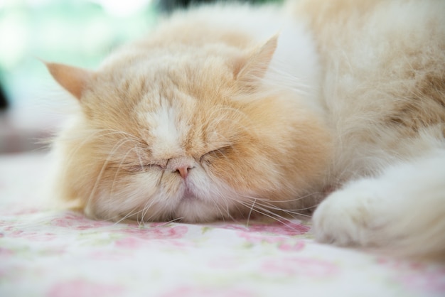 The cute white Persian cat is sleeping on the table.