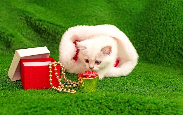 Cute white pet kitten one month old with a gift box