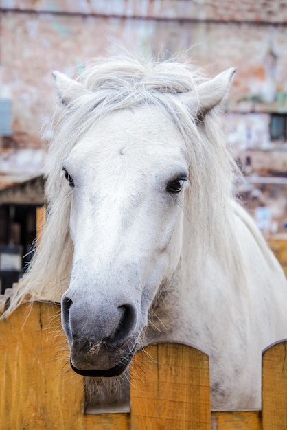 Simpatico pony bianco con una lunga criniera si trova dietro un recinto giallo, primo piano della testa