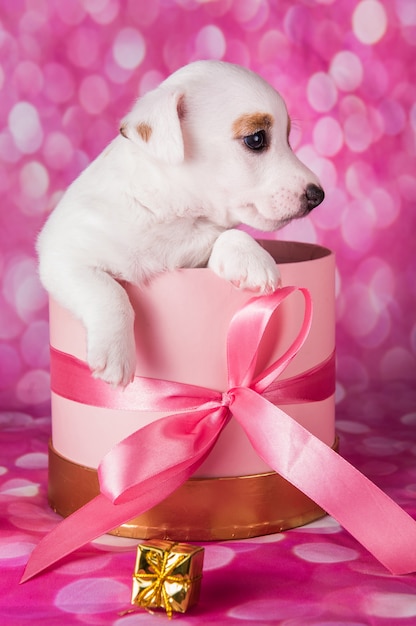 Cute white puppy dog on pink box with bow.