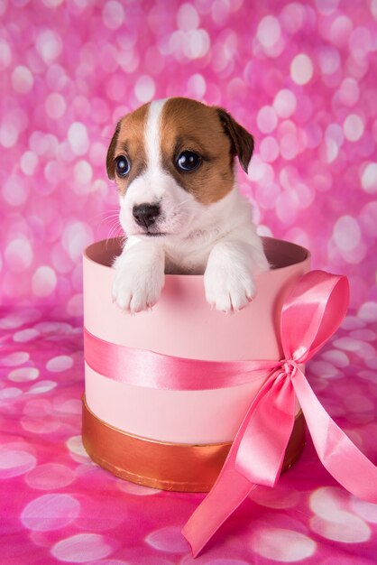 Cute white puppy dog on pink box with bow.