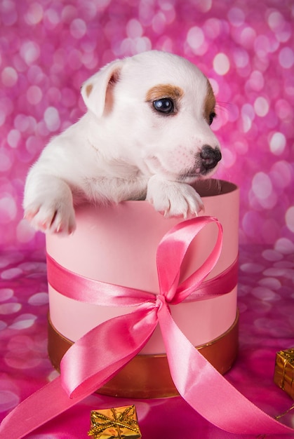 Cute white puppy dog on pink box with bow