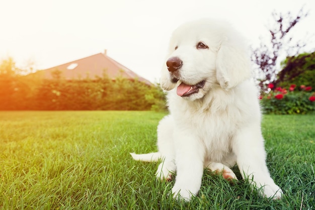 Cute white puppy dog sitting on grass Polish Tatra Sheepdog