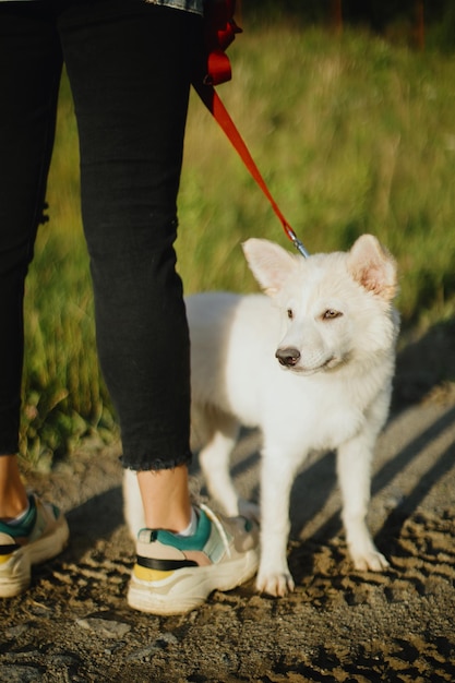 Photo cute white puppy standing at owner legs in summer park young woman on a walk with her doggy in warm sunshine light adoption concept loyal friend