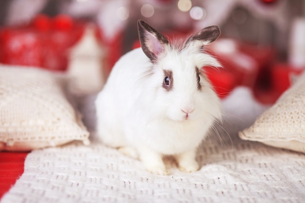 Cute white rabbit, bunny against with festive decorated fir tree.  Happy winter holidays concept