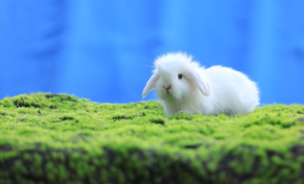 芝生の上のかわいい白うさぎ