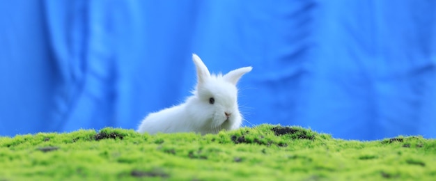 芝生の上のかわいい白うさぎ