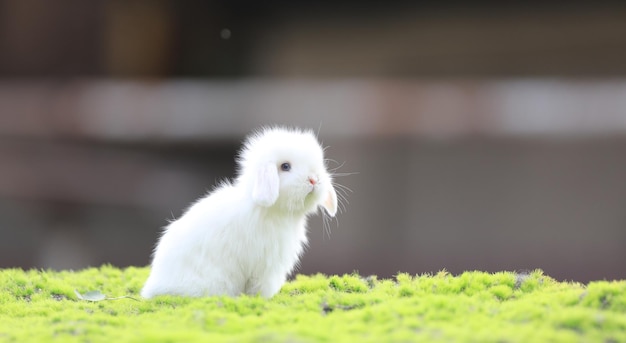 芝生の上のかわいい白うさぎ