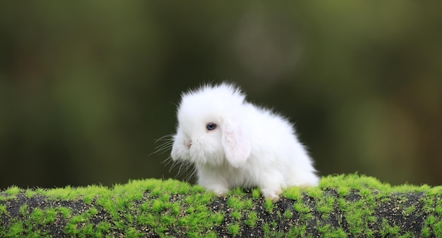 芝生の上のかわいい白うさぎ