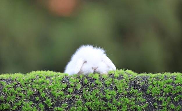 芝生の上のかわいい白うさぎ