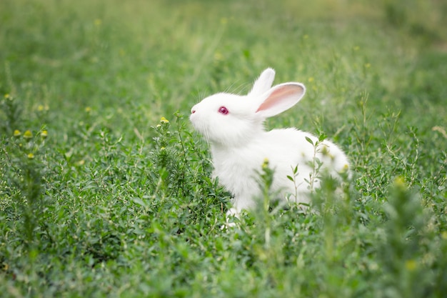 Cute white rabbit in green grass