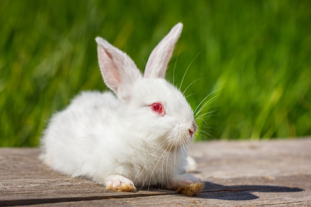 自然の緑の背景にかわいい白ウサギ