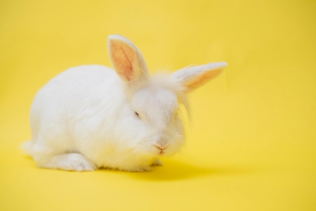 Un simpatico coniglio bianco si siede graziosamente su uno sfondo giallo con copia spazio felice pasqua animale domestico affascinante