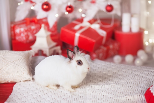 お祝いの装飾が施されたかわいい白いウサギ