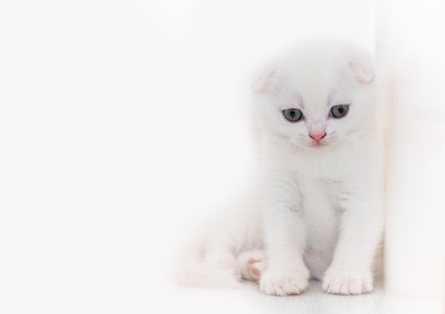 Cute white Scottish fold kitten sitting on white