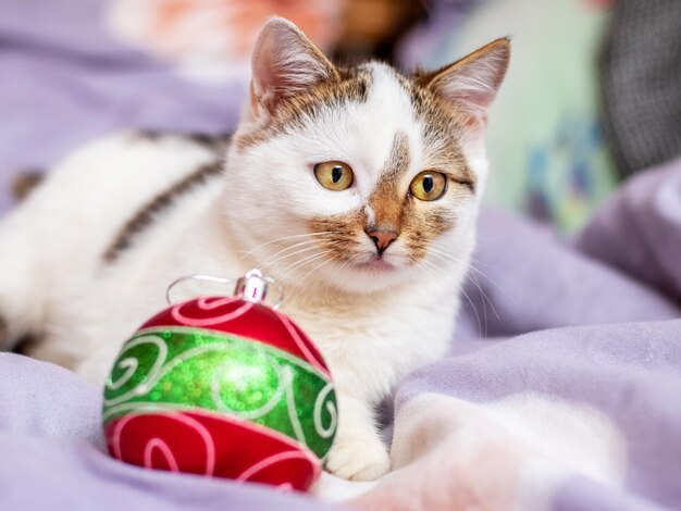 Cute white spotted cat by the Christmas tree ornament