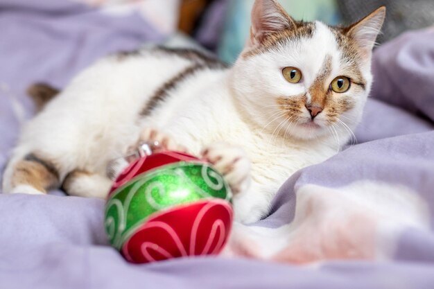 Cute white spotted cat by the christmas tree ornament