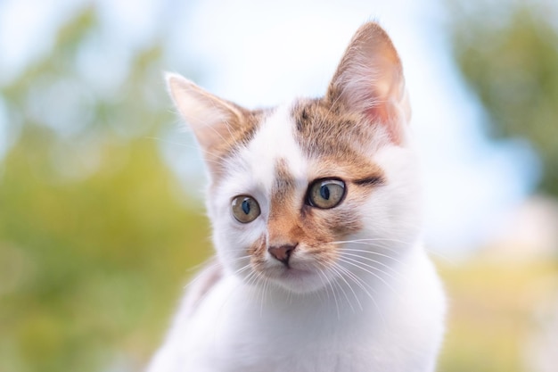 흐릿한 배경 위의 정원에 있는 귀여운 흰색 점박이 고양이