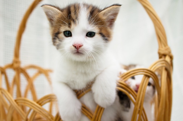Милый белый пятнистый маленький котенок в плетеной соломенной корзине