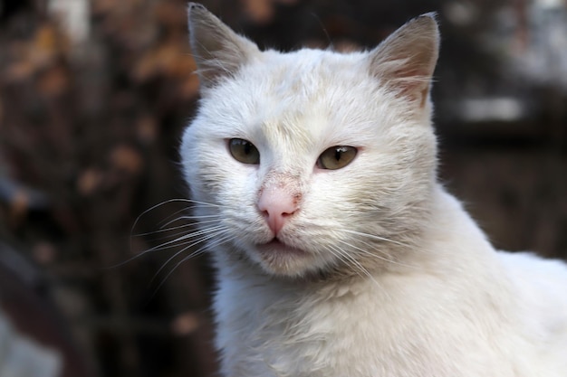 Cute white tabby stray cat