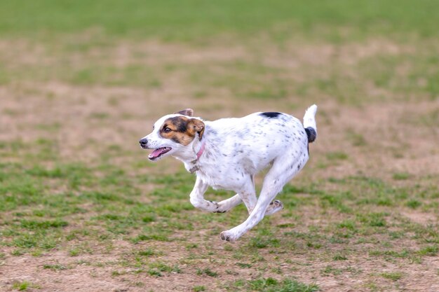 フィールドで走っているかわいい白い訓練された犬