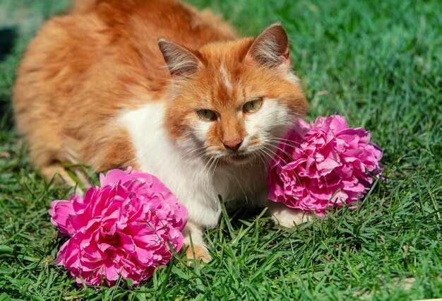 素敵なオレンジ色の長毛の猫が夏の庭で外でリラックスしています