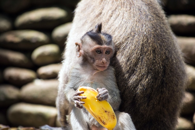 Cute wild Baby monkey holding a banana peel, near mother in wildlife