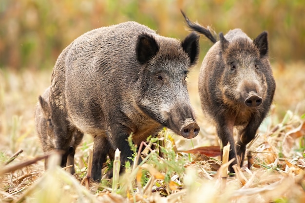 Cute wild boar family grazing on the mown corn field