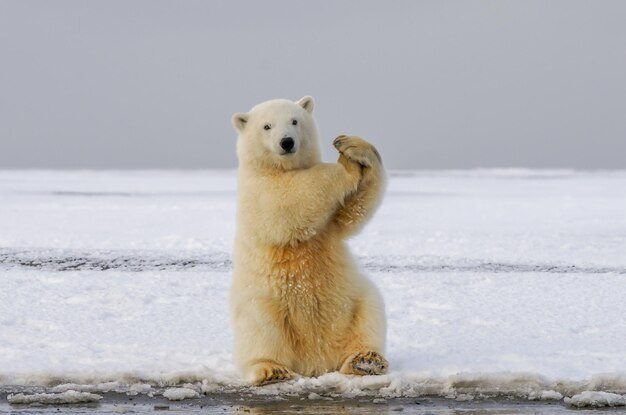 Photo cute wild polar bear in arctic sea