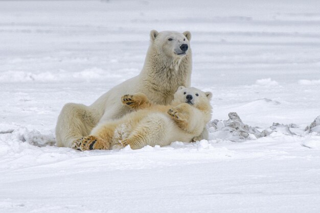 Photo cute wild polar bear in arctic sea