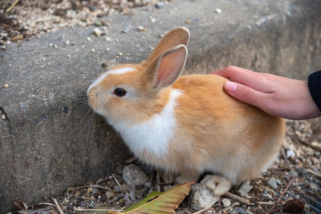 Premium Photo | Cute wild rabbits on okunoshima island in sunny weaher aka  the rabbit island. hiroshima, japan