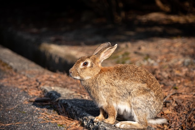 Cute wild rabbits on Okunoshima Island in sunny weaher aka the Rabbit Island. Hiroshima, Japan