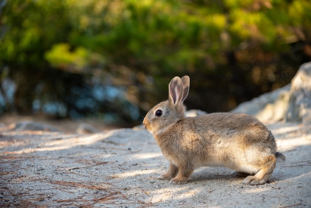 토끼 섬으로 알려진 화창한 날씨의 오쿠노시마 섬에 있는 귀여운 야생 토끼. 일본 히로시마