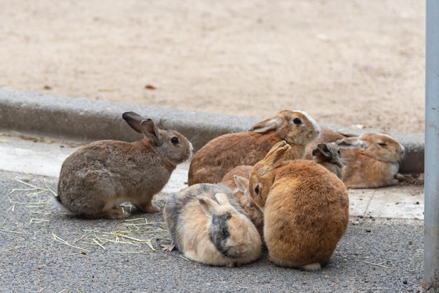 Simpatici conigli selvatici sull'isola di okunoshima in tempo soleggiato, conosciuta come l'isola dei conigli