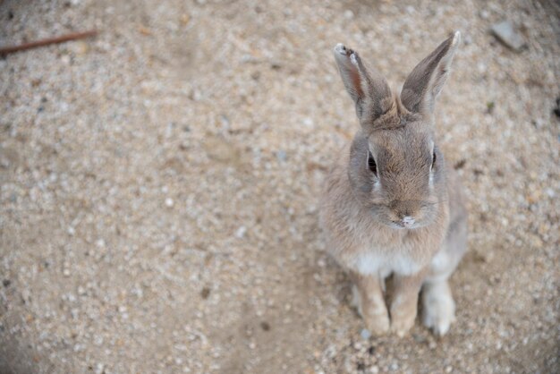 Cute wild rabbits on Okunoshima Island in sunny weaher as known as the Rabbit Island