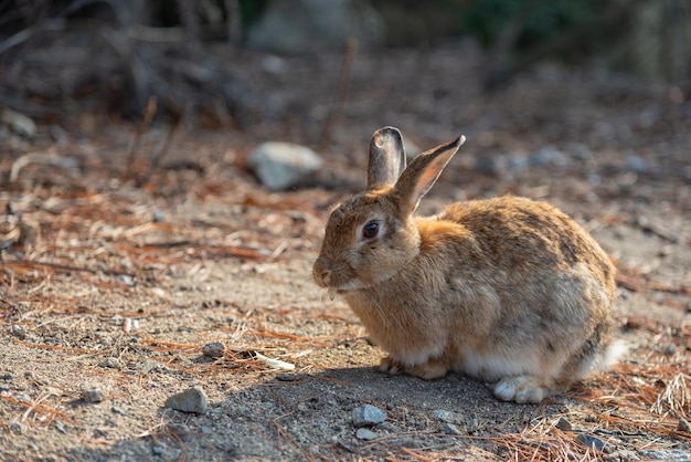 うさぎの島として知られる晴天の大久野島のかわいい野生のうさぎ