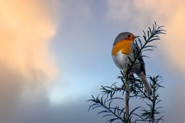 Foto piccolo rossignolo selvatico erithacus rubecula foto di alta qualità