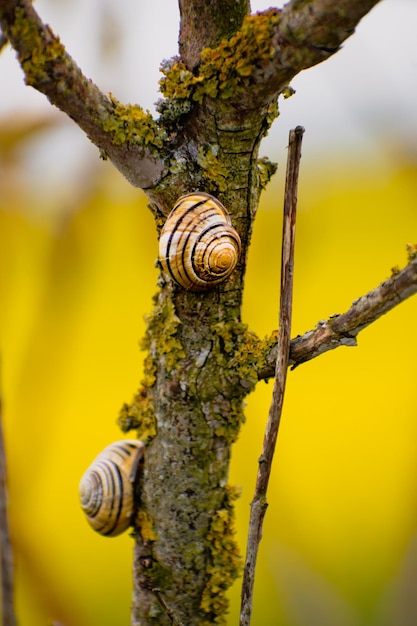 Cute yellow and brown snail clinging to a tree branch cepaea nemoralis