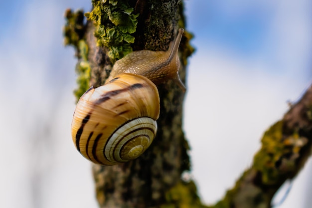 Cute yellow and brown snail crawling on a tree branch cepaea nemoralis