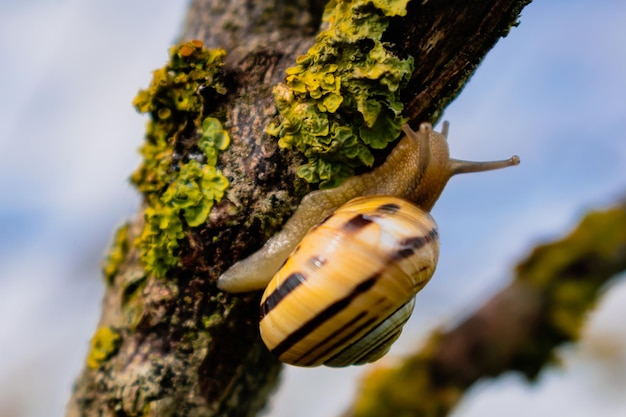 Cute yellow and brown snail crawling on a tree branch cepaea nemoralis