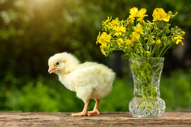 Cute yellow chick posing with a bouquet of flowers spring Sunny day