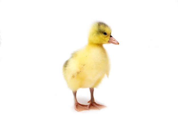 Cute yellow duckling isolated on white.